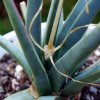 Leuchtenbergia _principis _03